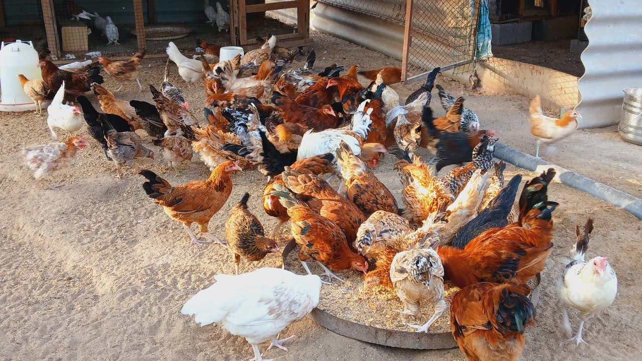 desi murgi poultry farm || desi poultry farm || desi murgi palan