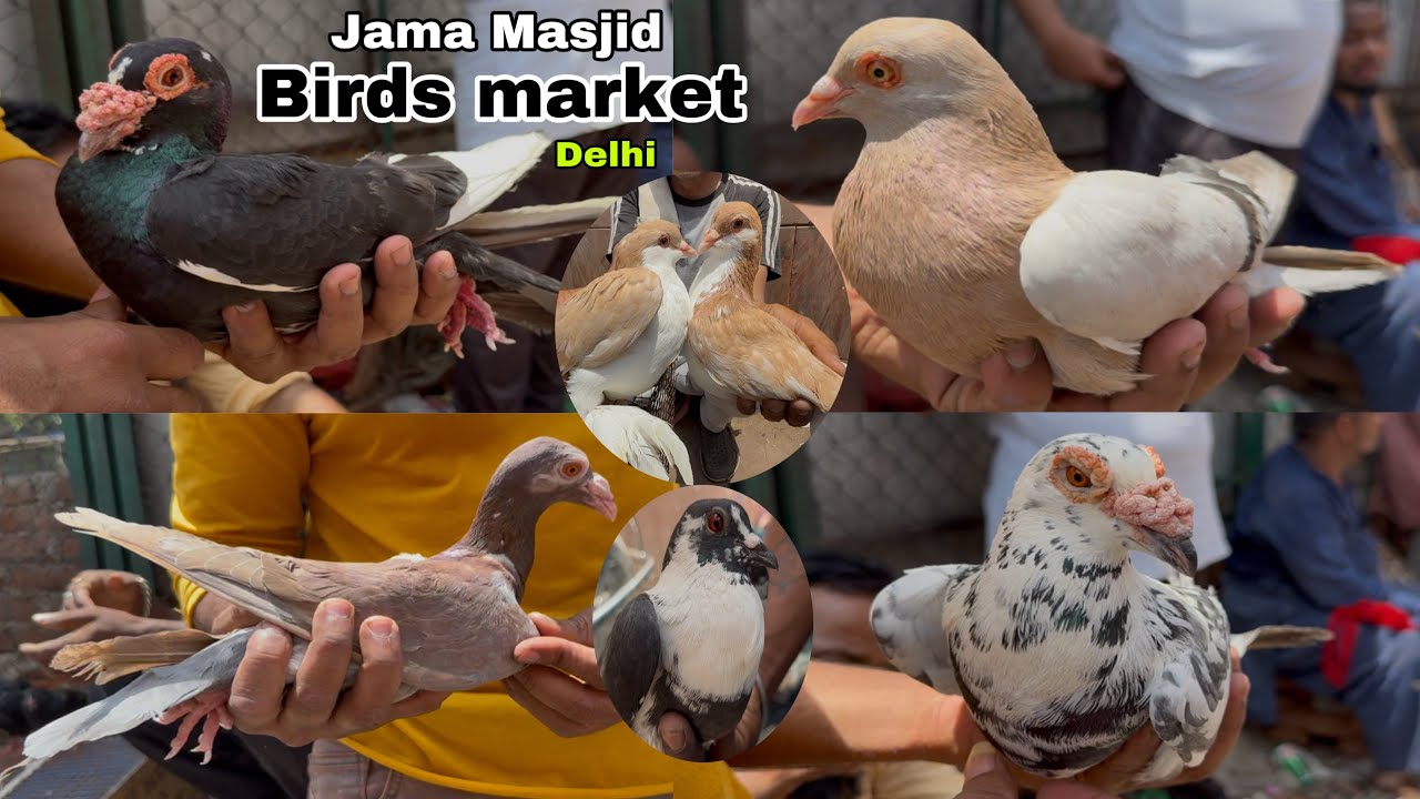 jama masjid kabootar market delhi 18/05/2025 kabutar market Delhi pigeons