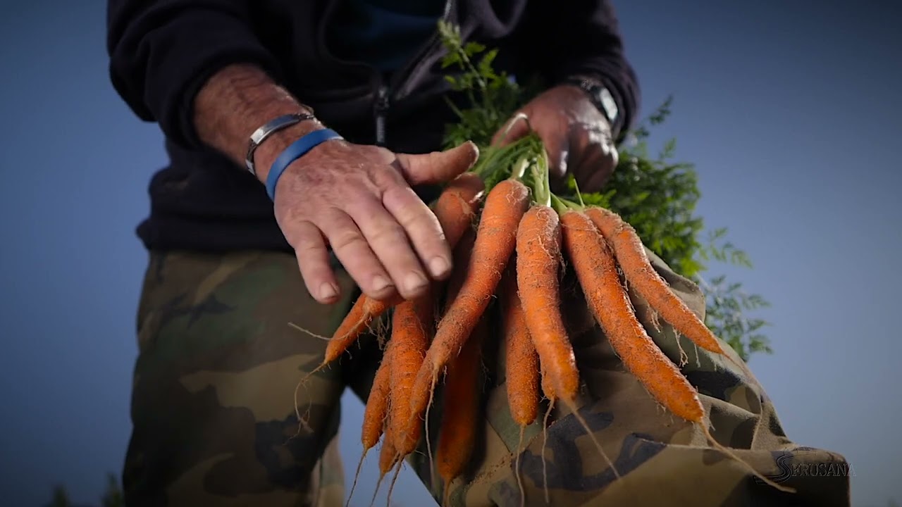 DEL CAMPO A LA MESA  - ZANAHORIAS MANOJOS