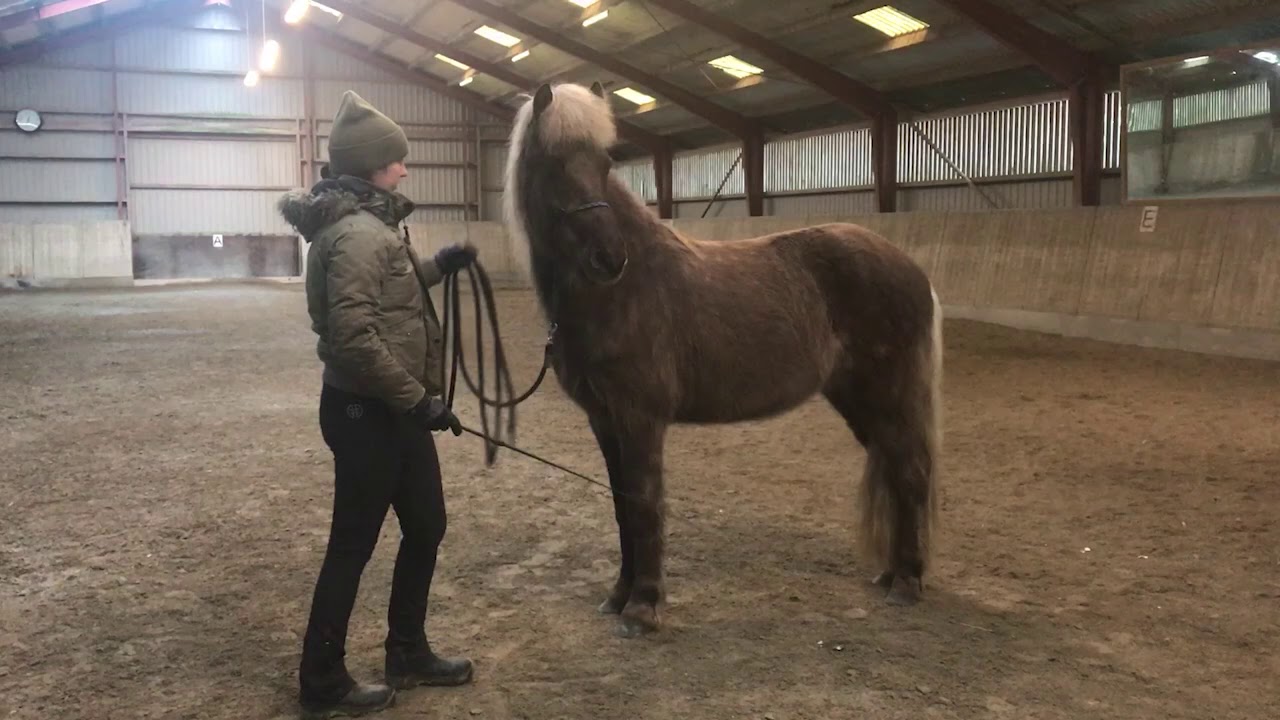 Træning af nervøs hest