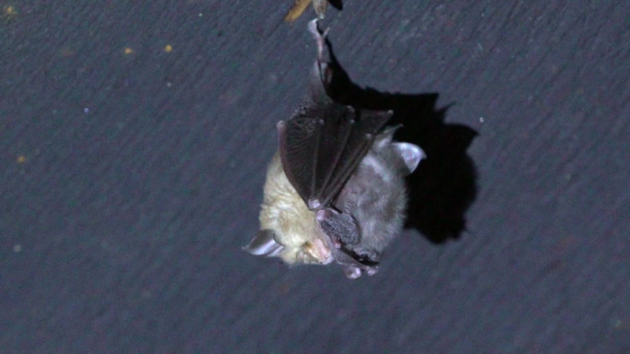 Kleine Hufeisennasen (Rhinolophus hipposideros)