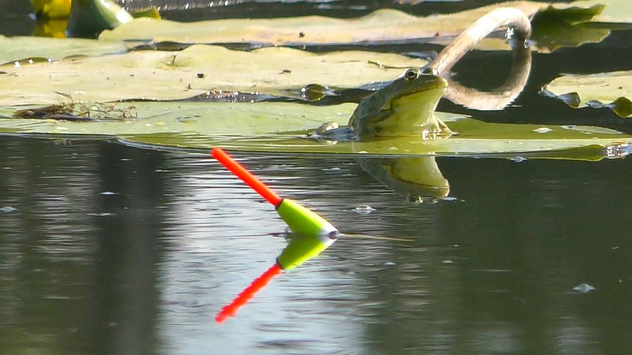 КАРАСІ, ПОПЛАВОК, РУСАЛКИ. Було ВСЕ ! / Always with Kruchkoff