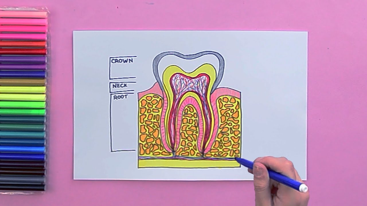 How to draw Structure of tooth