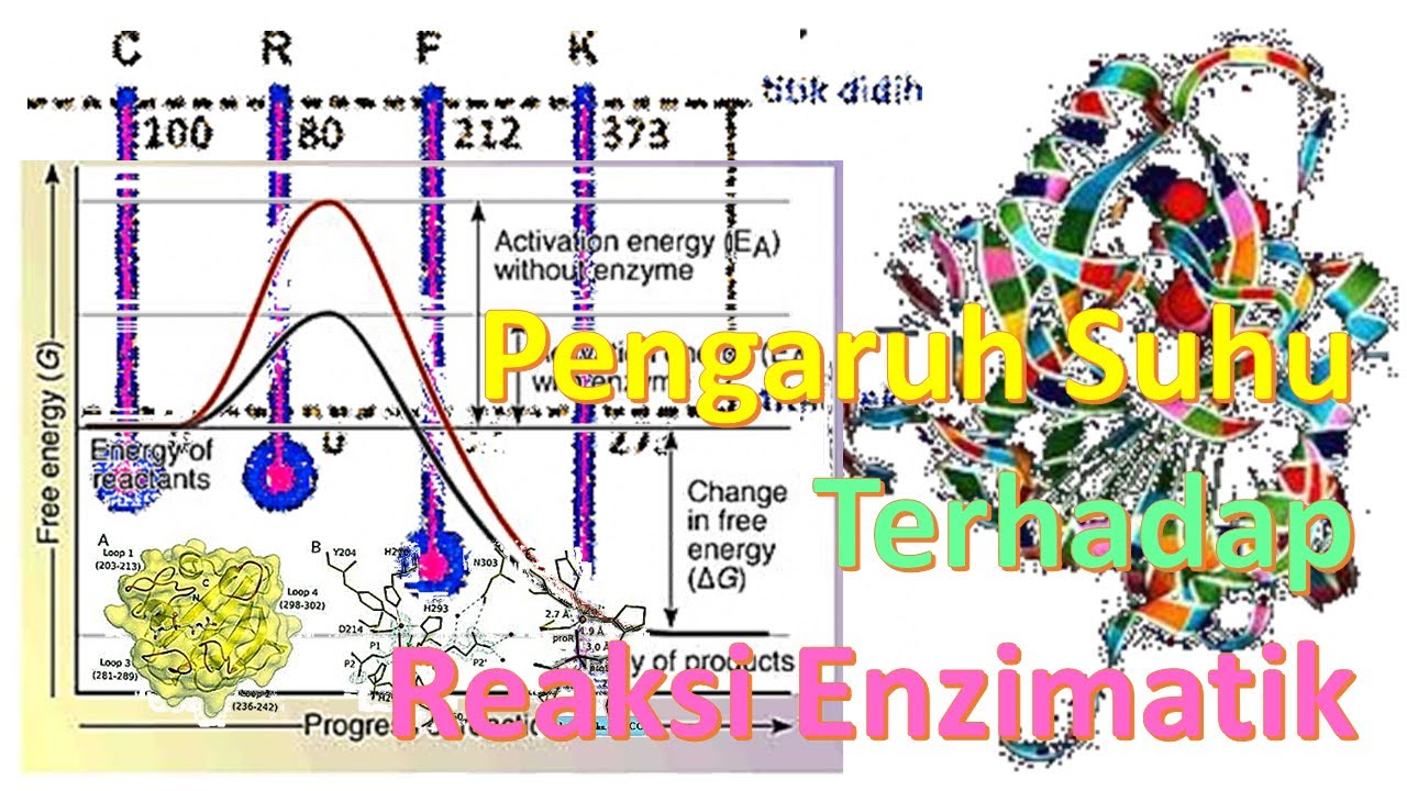 Pengaruh Suhu Pada Reaksi Enzimatik (Praktikum Biokimia)
