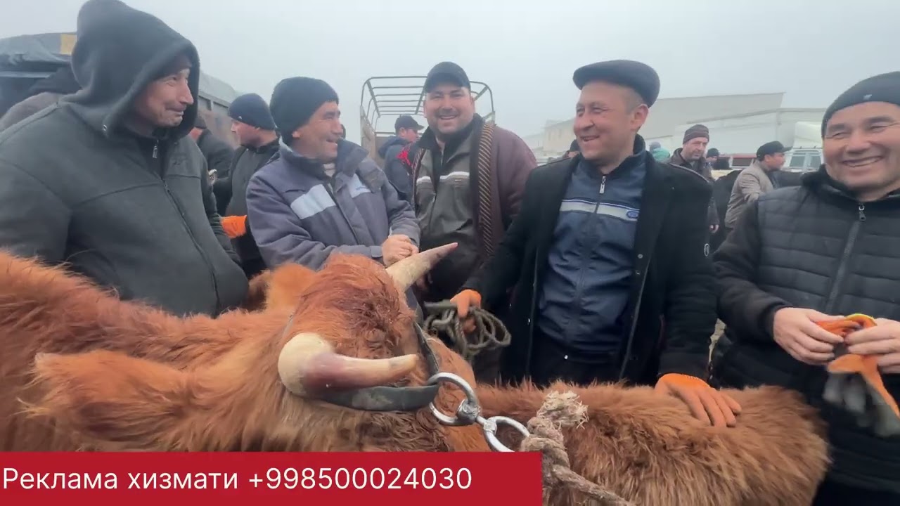 Кораколпогистон мангит мол бозори она бола сигир нархлари19 февраля 2026 г.