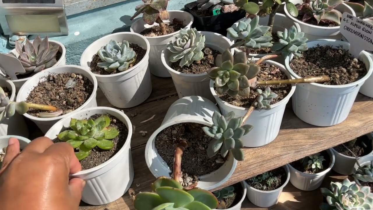 I Left My Succulents for A Month, Here’s How They Look Now
