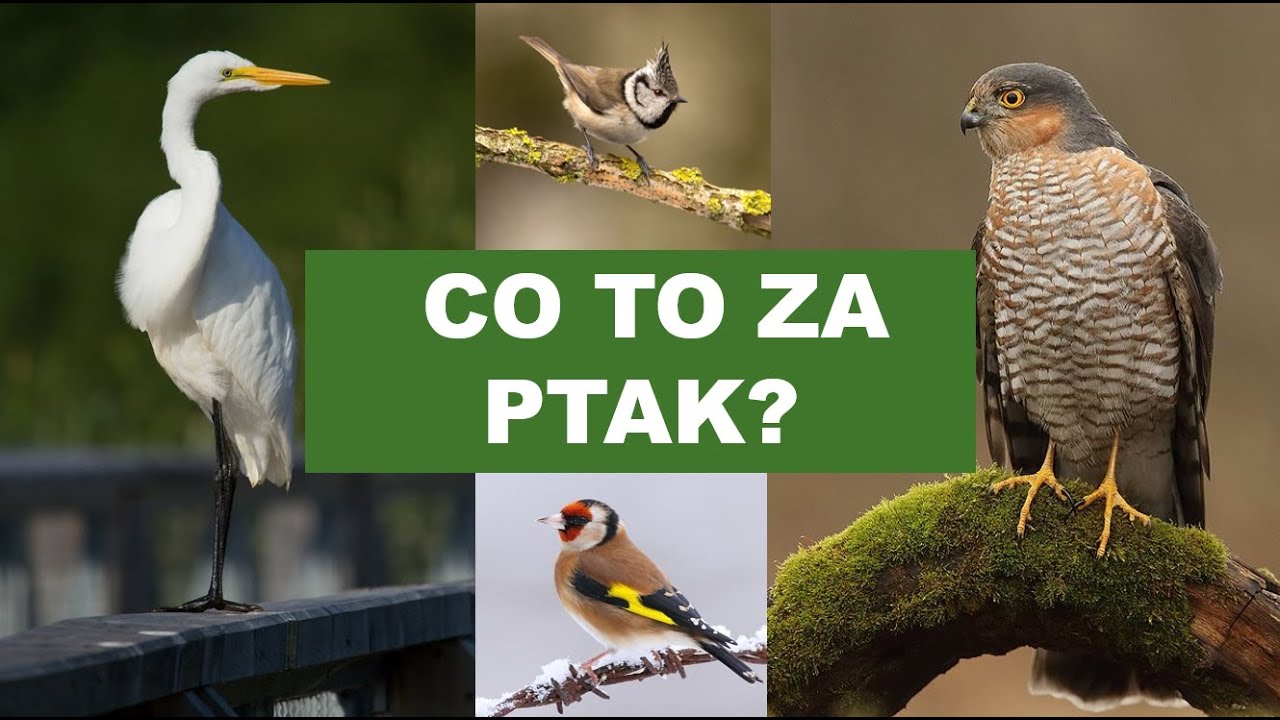 Co to za ptak? - Poziom BARDZO ŁATWY