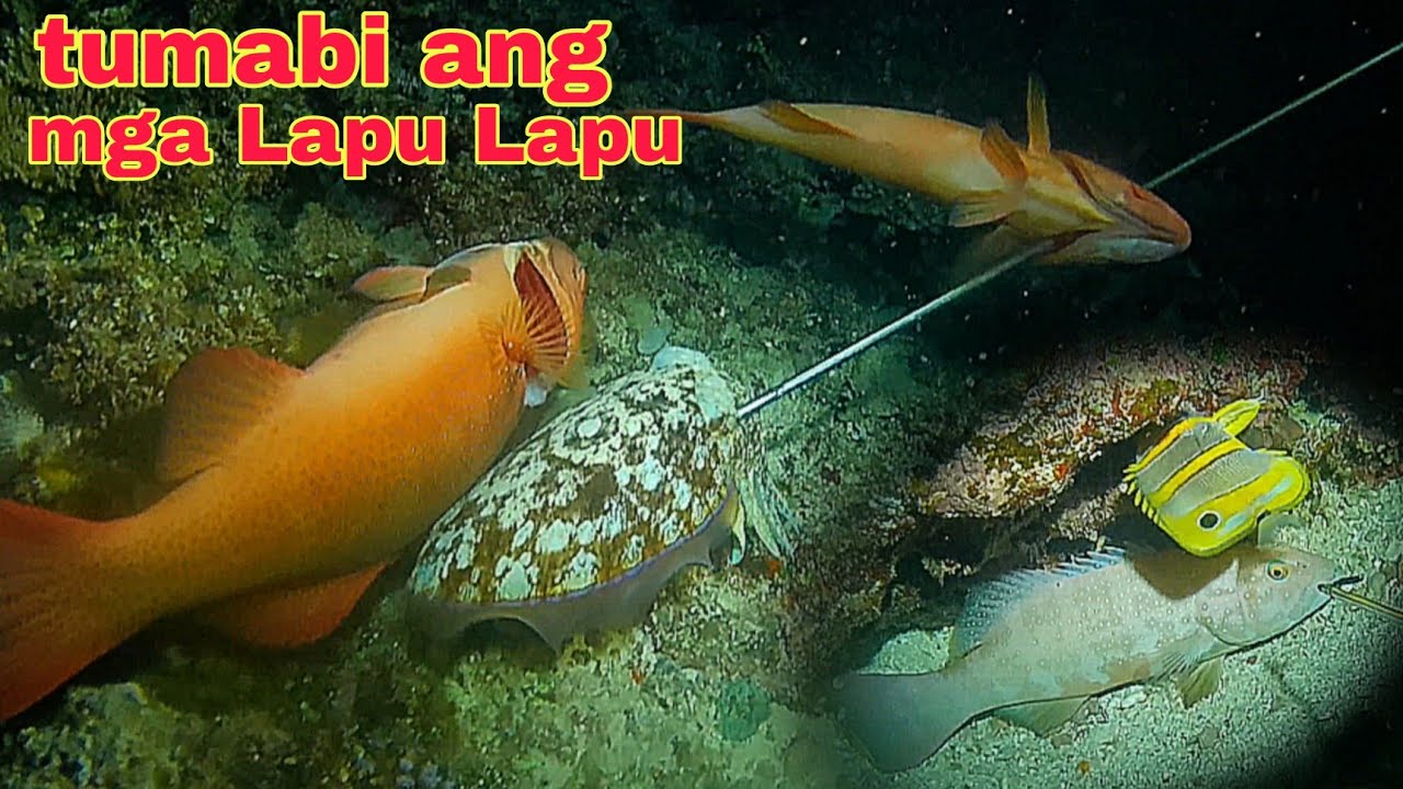 ep368.tumabi ang mga Lapu Lapu sa dating spot night spearfishing Philippines.