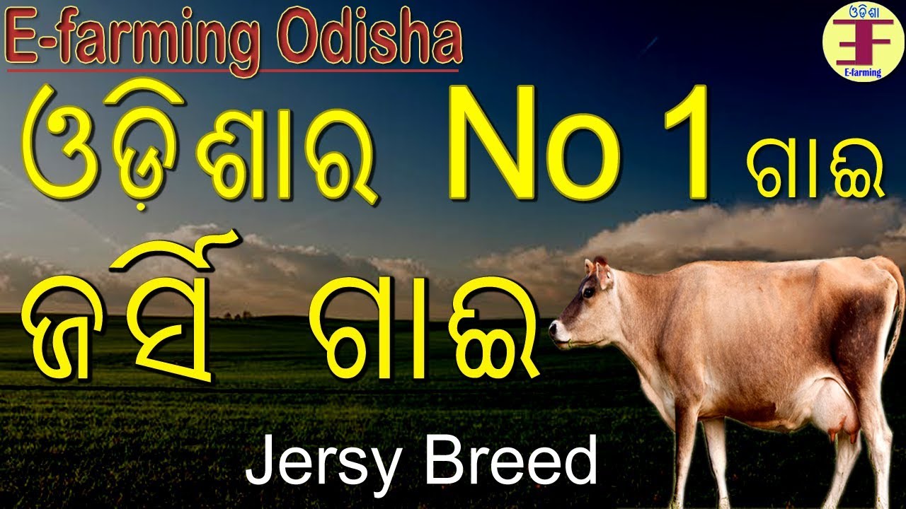 Cow Farming in Odisha (Part-4) || Jersy Cow in Odisha ।