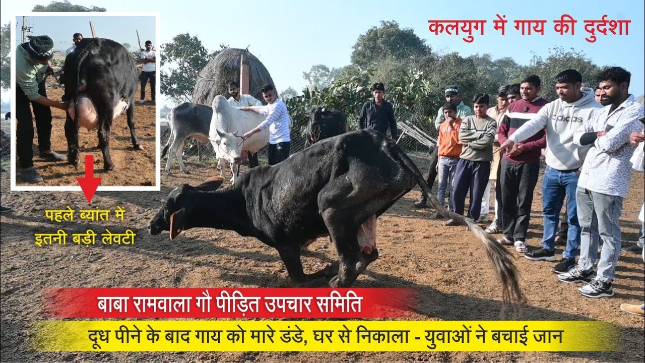 कलयुग में गाय की दुर्दशा, दूध पीने के बाद गाय को मारे डंडे, घर से निकाला || GOLI, KARNAL