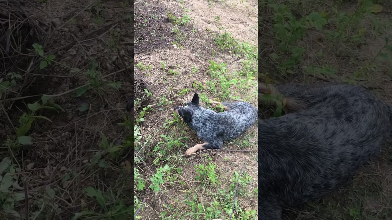 Blue Heeler é Rústico Demais 