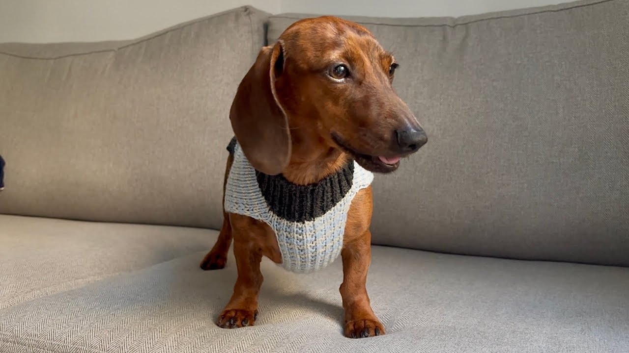 Mini dachshund's 1st knit sweater of the season!