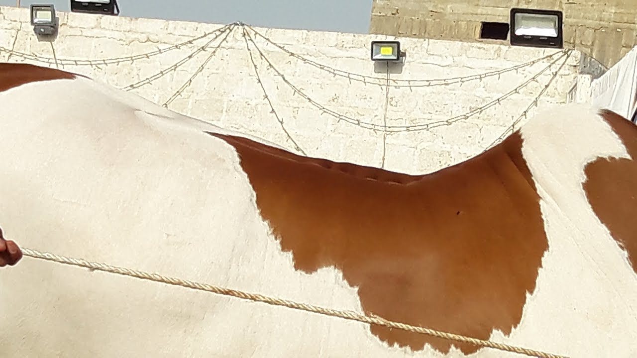 Surti Cattle Farm 2018 - Cattle Farm Cow Catwalk - Giant Bull Catwalk - Surti Cattle Farm 2018