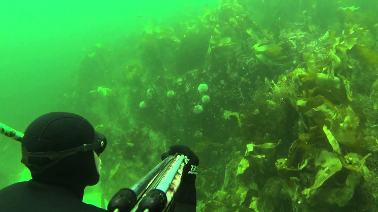 Spearfishing Aver&oslash;ya