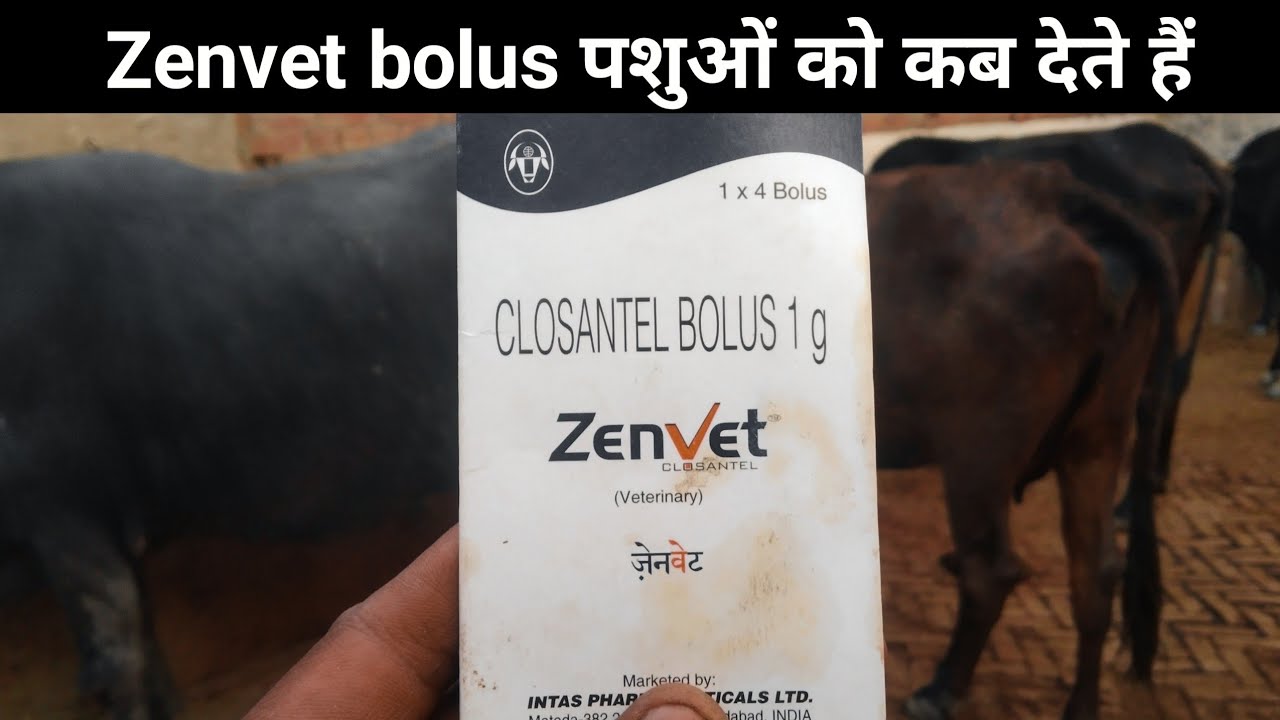 How to use veterinary Zenvet Bolus 1g || Veterinary Closantel Bolus 1g || deworming best bolus 1g