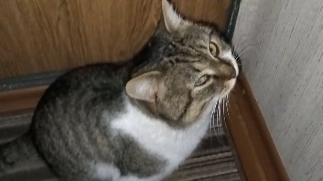 Скромный котик: 