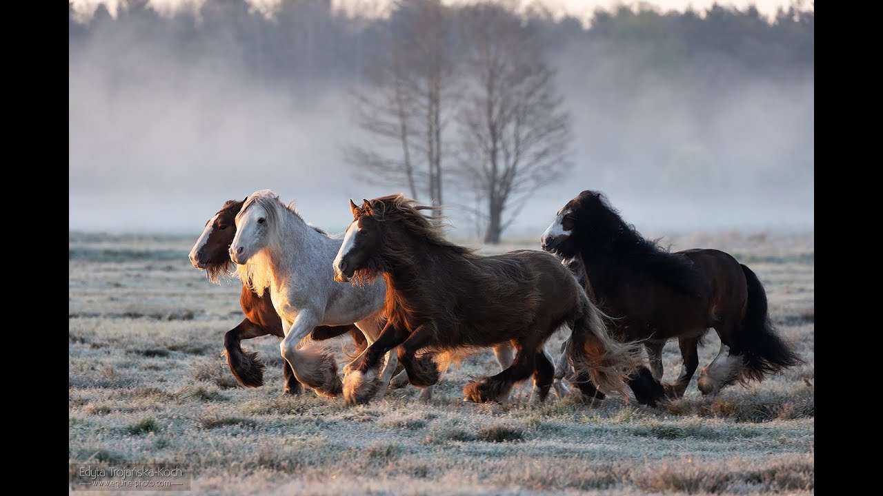 Roma Gold Gypsy Horses
