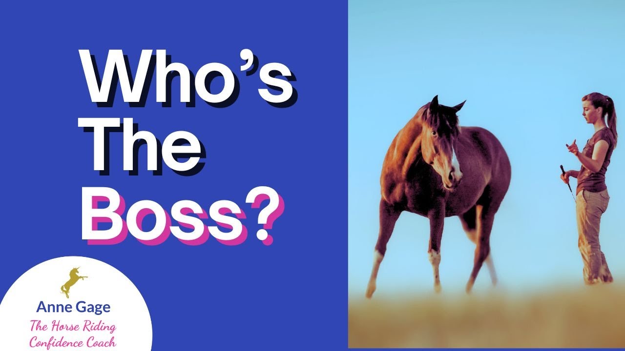 Horse Training Without Force