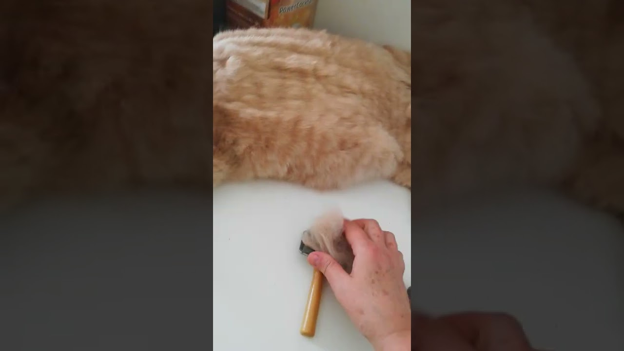 Spazzolare il gatto! lucino modello