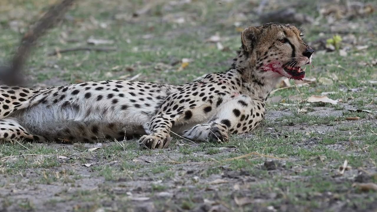 Botswana - September 2025, Our Extended Mobile Safari - Part 1