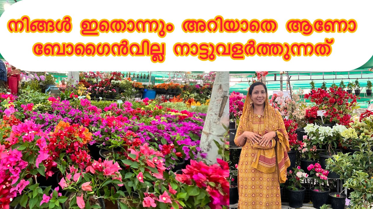 ഇപ്പോഴത്തെ trend ബോഗൈൻവില്ല യെ കുറിച്ച് പറയുന്നത് 