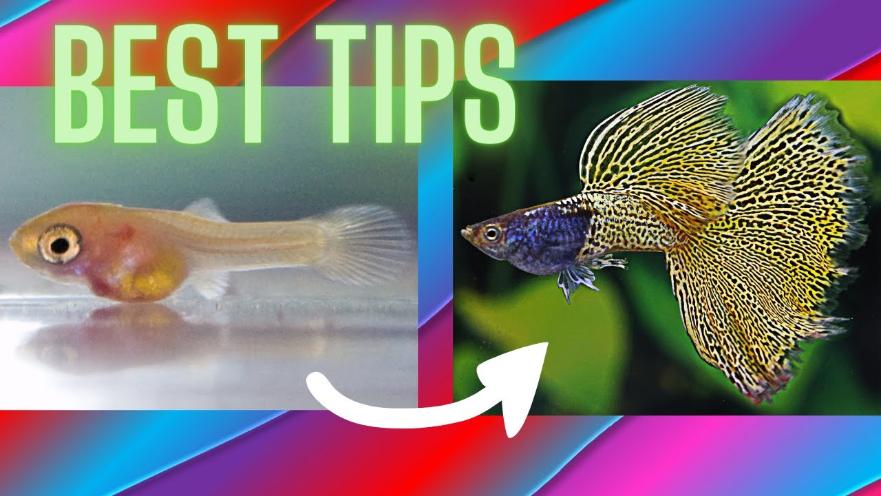 How to Dramatically Increase Growth Rate of Guppy Fry ?