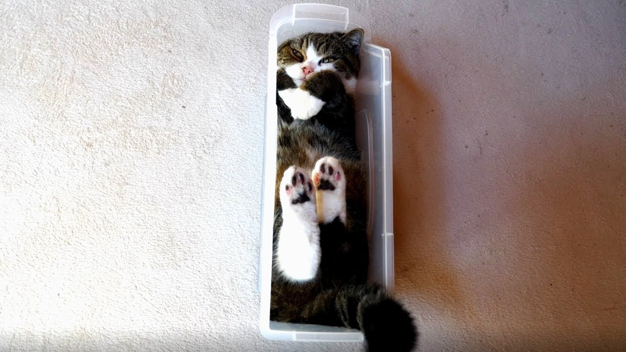 スリムなプラケースに入っているまるを観察する。-I observe Maru who is in the slim plastic case.-