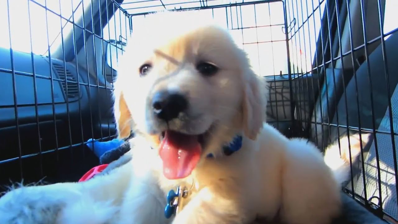 One Year with a Golden Retriever Puppy