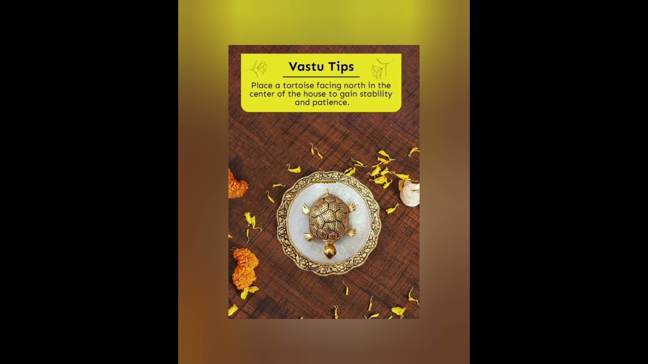 Vastu tip on turtle showpiece 