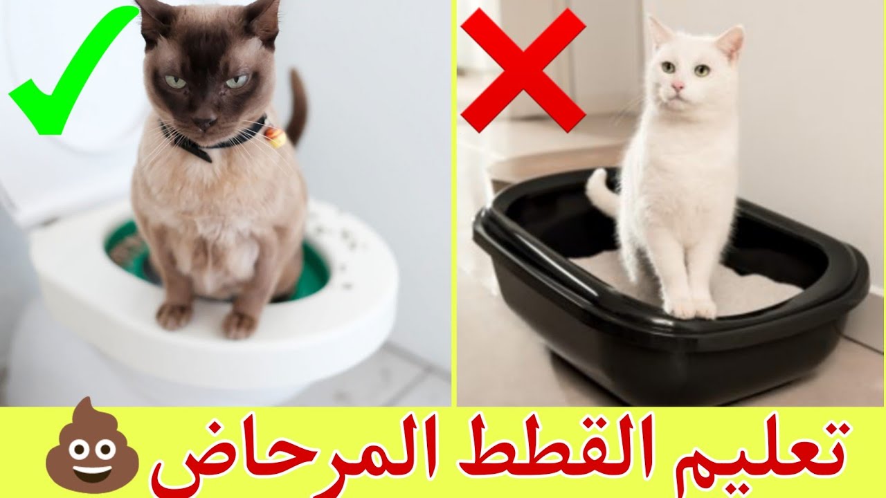 كيف أعلم قطي الذهاب إلى المرحاض والتخلي عن صندوق الفضلات 💯💥 الطريقة الصحيحة 👌