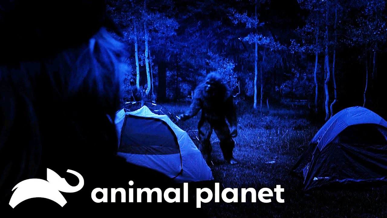 Another Four State Search For Bigfoot! | Finding Bigfoot | Animal Planet