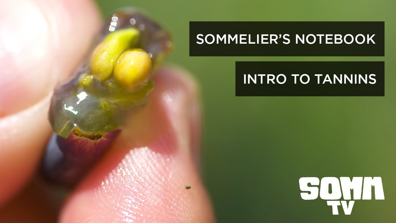 Sommelier's Notebook: An Intro to Tannins | #winenerds 🍷