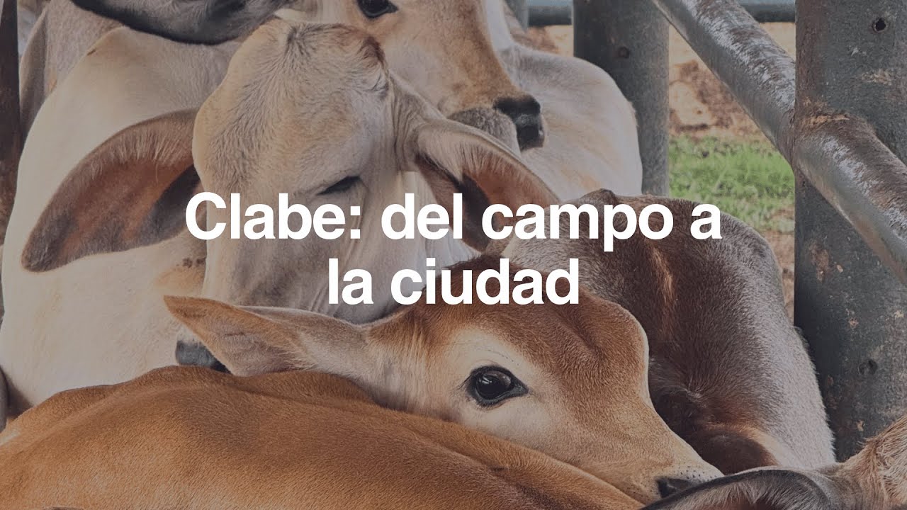 Campo en Acción: Crowdfarming, Ganadería Sostenible y EcoClabe en Venezuela