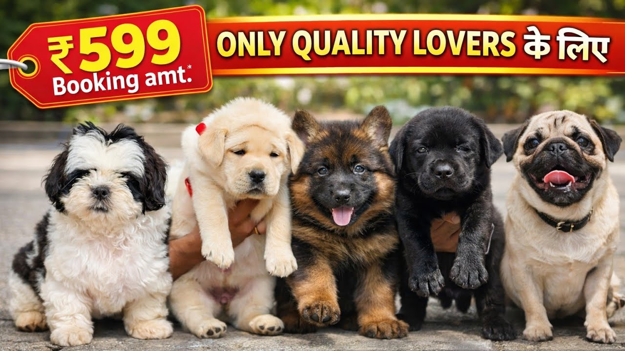 Cheapest Dog Puppies in Delhi NCR 2026 | Husky, Beagle, Pug, Pitbull, Labrador, Rottweiler, Shih Tzu