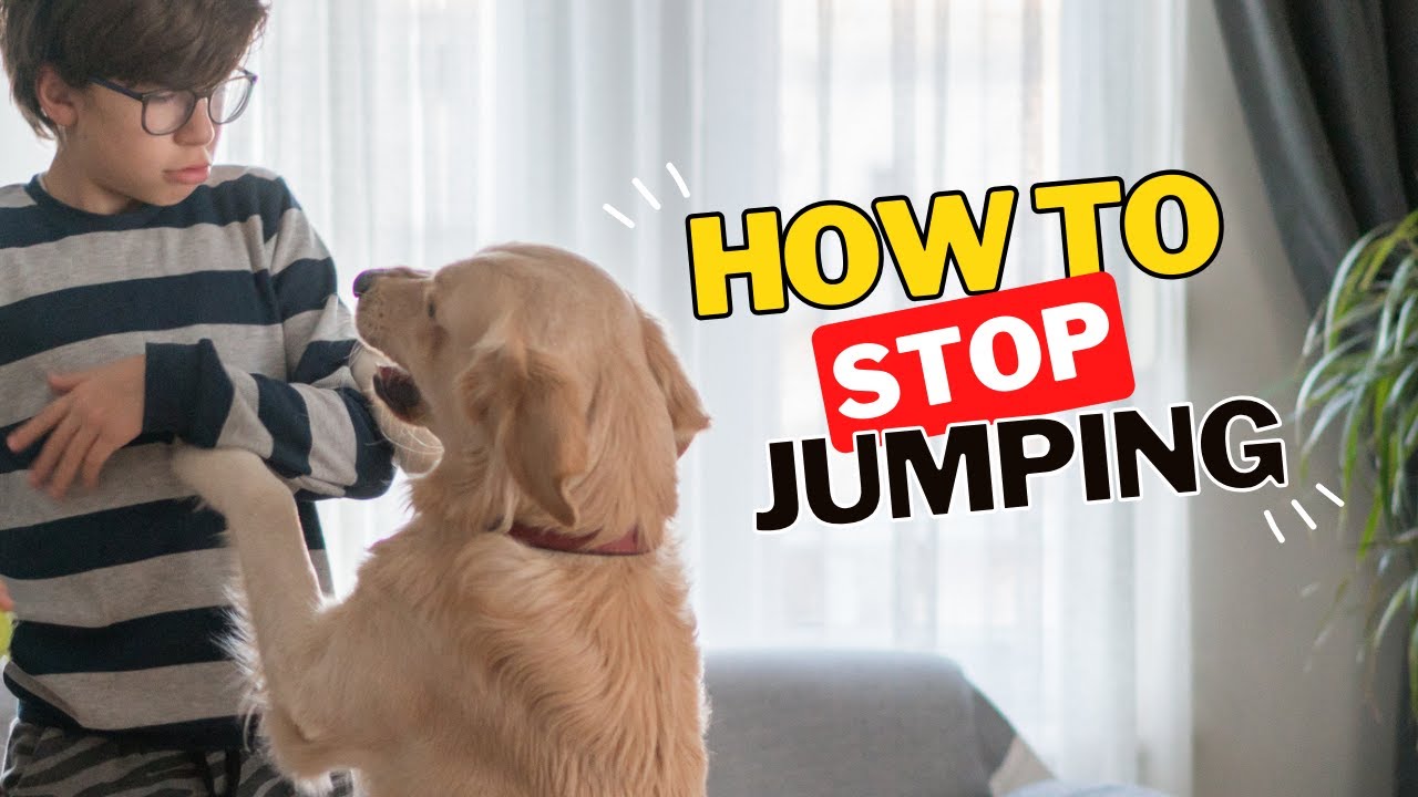 How to Train Your Dog to Stop Jumping on People (Step-by-Step Guide)