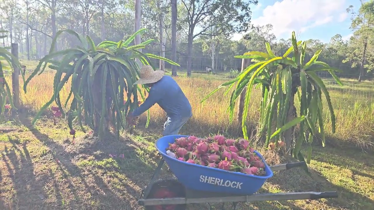 FRIDAY 20 FEBRUARY 2026.TXHIJ FWM VAJ DRAGON FRUITS FARM. 20/2/2026.