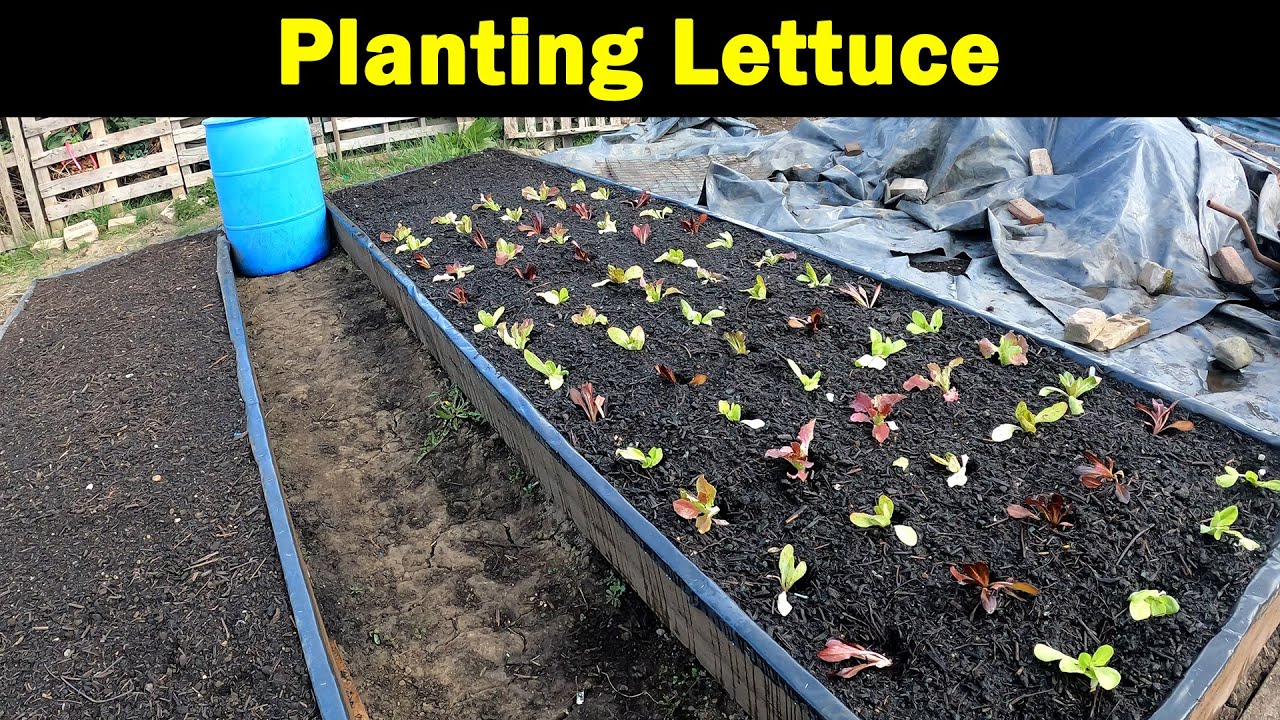 Planting Lettuce | Sweet Pea Compare | No Dig Bed | Allotment Garden | Green Side Up