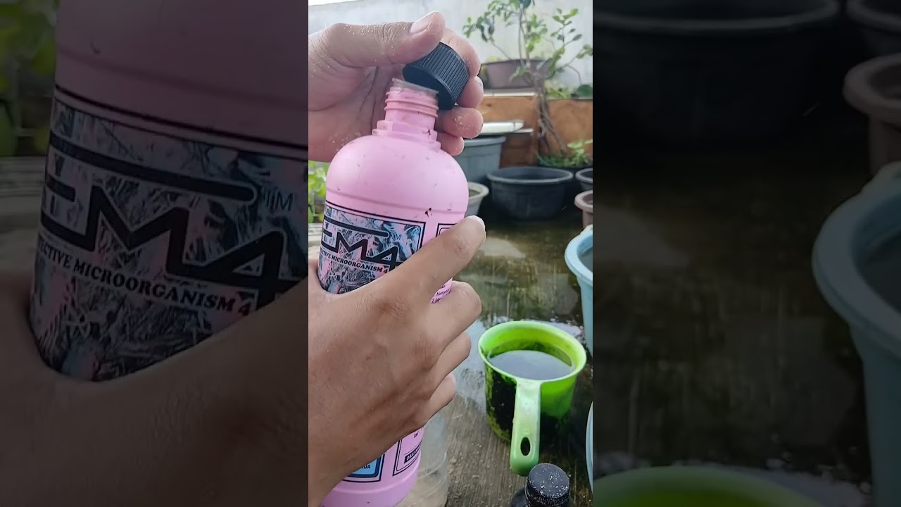 TUTORIAL FERMENTASI DEDAK PADI FULL AIR UNTUK PAKAN KUTU AIR #kulturkutuair #pakankutuair #moina #dm