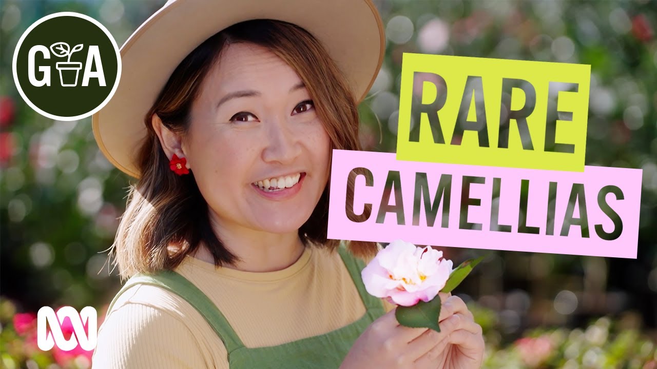 Camellia Care | Gardening 101 | Gardening Australia