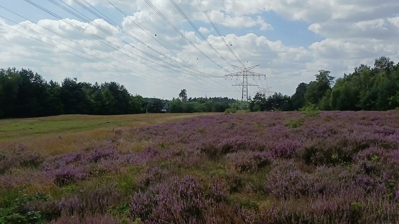 Am Schießstand / Naturschutzgebiet Behrendsgrund Bielefeld-Senne 10.08.2025