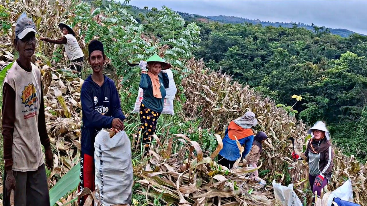Kegigihan Petani Jawa‼️Tidak Pandang Usia,Bikin Geleng²,Yakin Orang Kota Tidak Akan Kuat