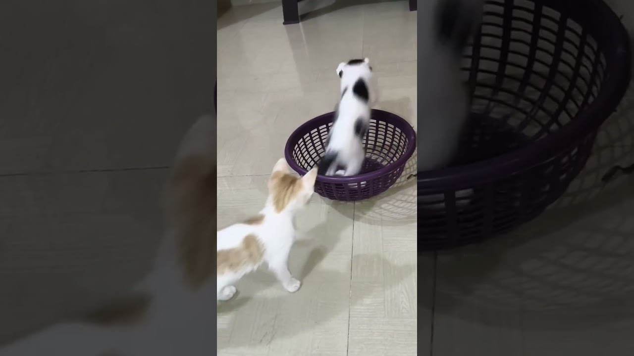 Kittens playing with basket 🥰😻 #cutekittens #cutecat #catlovers #petlover #ytshorts #viralvideos 