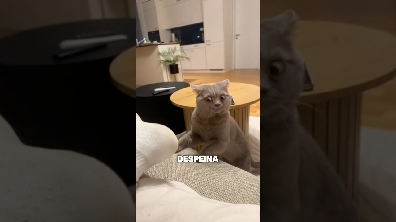 Gatos haciendo cosas que te har&aacute;n mear de la risa #gatos #mascotas #cats