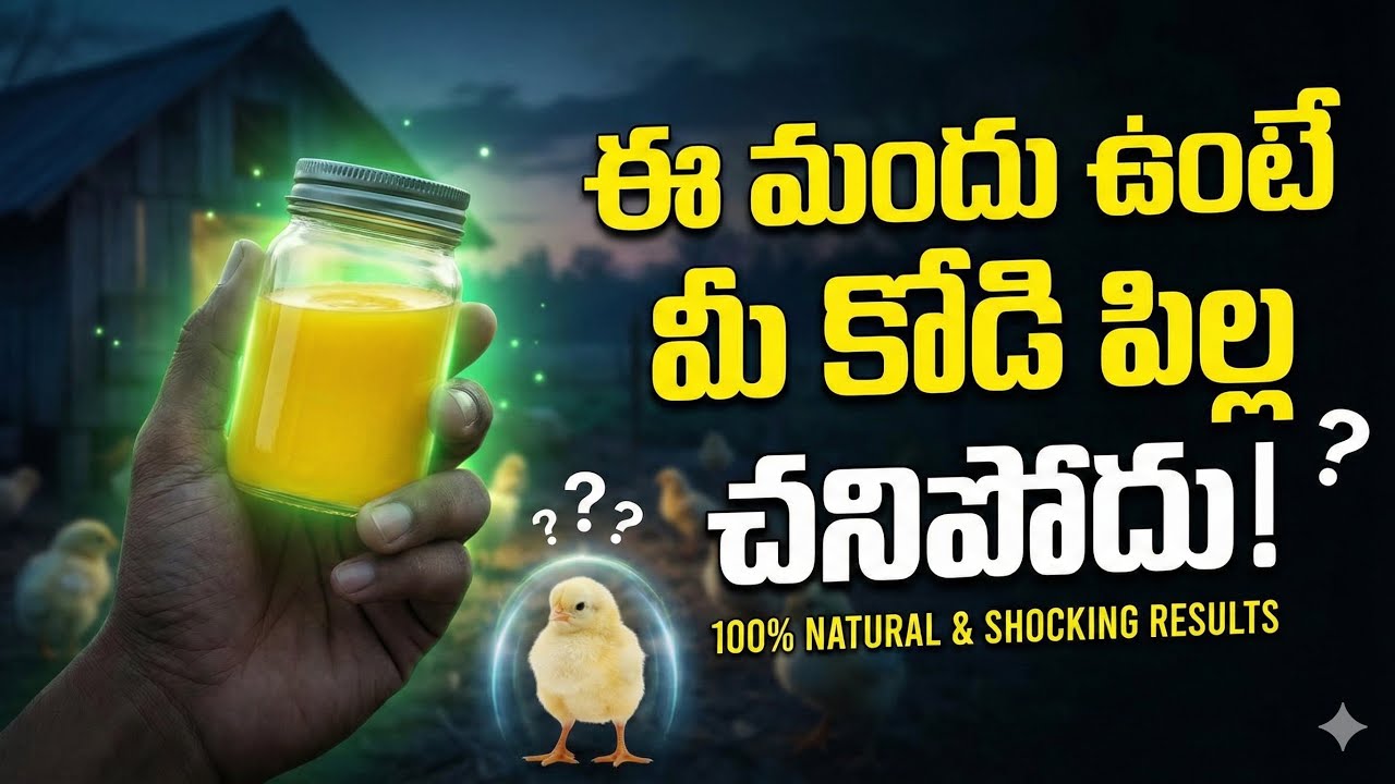 ఈ లిక్విడ్ ఉంటే ఒక్క కోడి పిల్ల కూడా చనిపోదు! 100% Natural Remedy 🐣