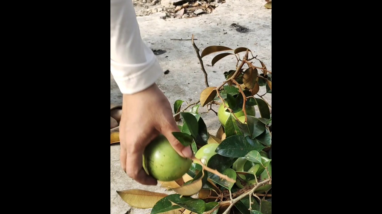 Picking Fresh Star Apples by Hand | Satisfying Fruit Harvest
