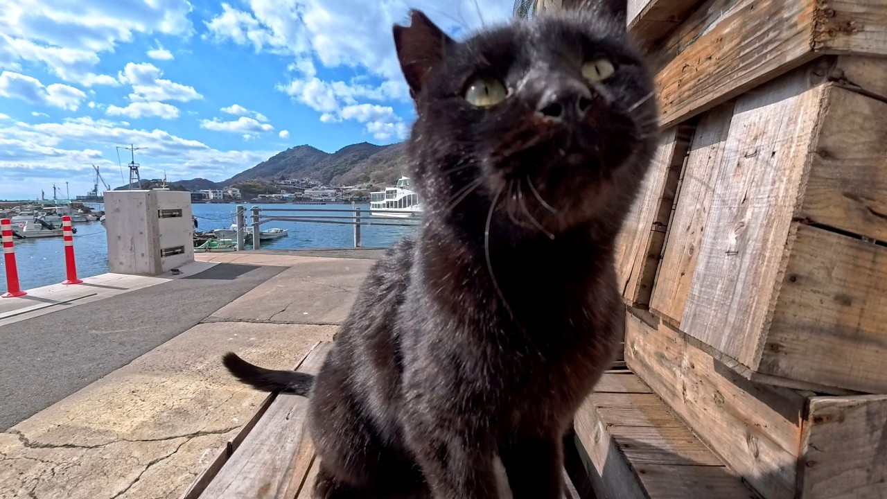 漁港で出会った黒猫ちゃん、撫でられたくて自分から台の上へ…可愛すぎる瞬間