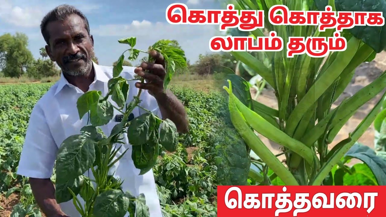 கொத்தவரங்காய் சாகுபடி | kothavarangai chedi valarpu in tamil | Cluster beans cultivation in tamil
