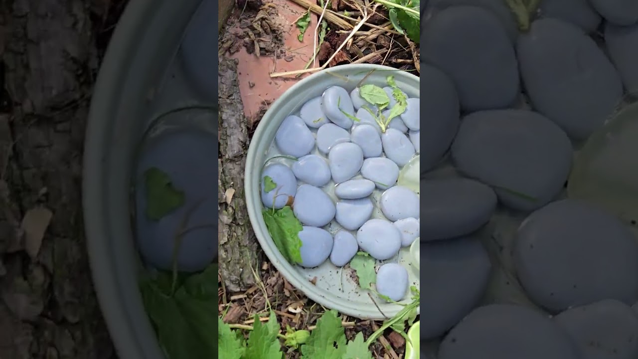 Élevage de tortues terrestres Françaises la seule HERMANNI HERMANNI TORTURAMA  🐢 de 2024 disponibles