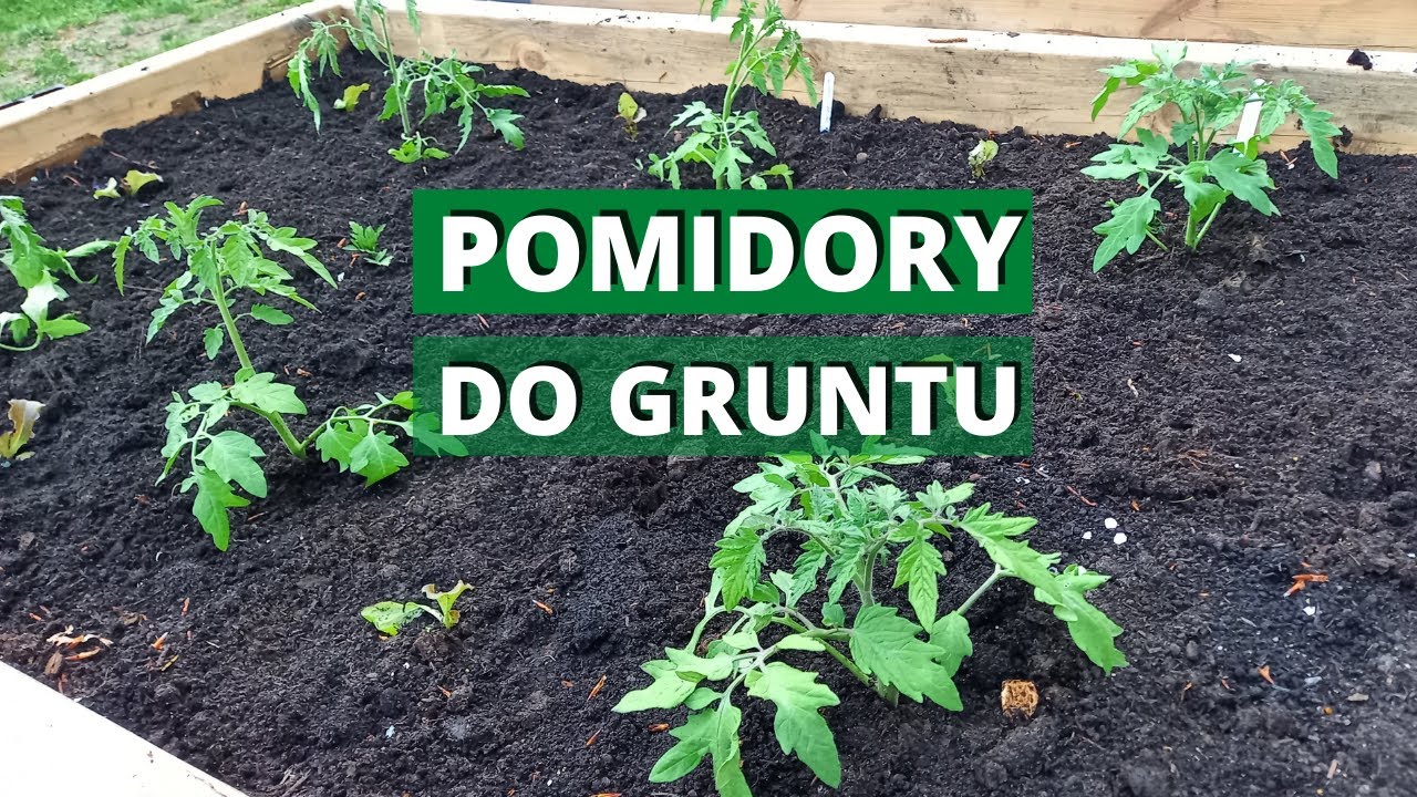 Sadzimy już pomidory do gruntu. Uprawa współrzędna pomidorów i sałat.
