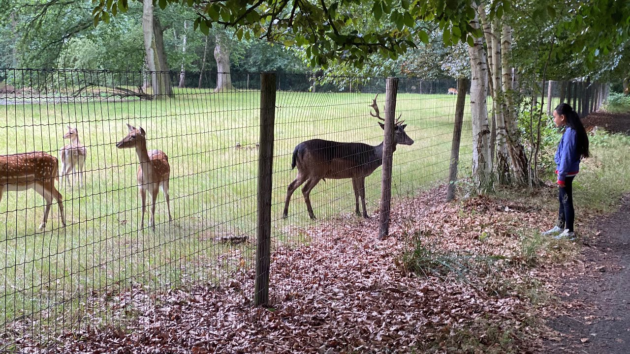 Essenburgh Castle, Hierden Netherlands || Short summer get away || Deer encounter || English